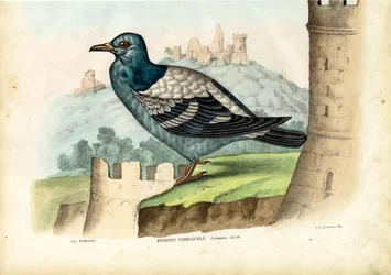 Rock Pigeon, 1863-79